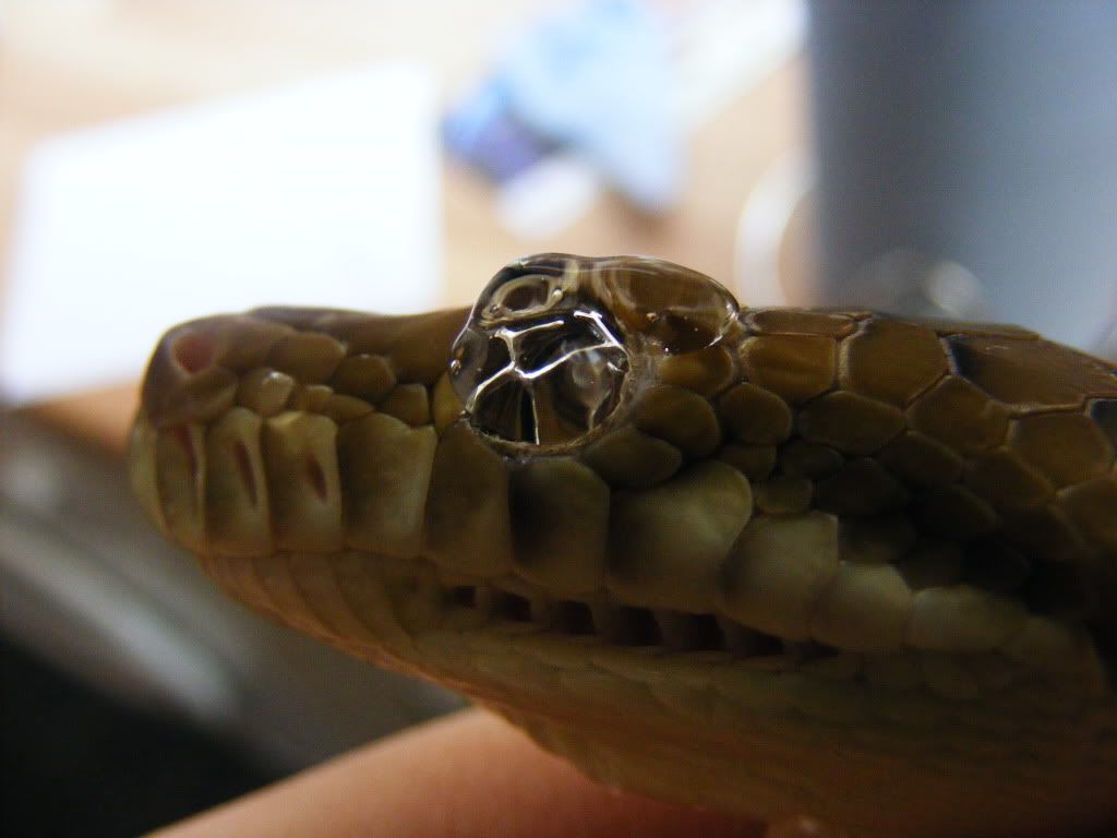 Snake Eyecap Removal Reptile Forums