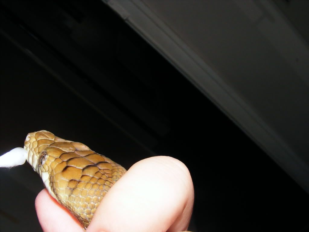 Snake Eyecap Removal Reptile Forums