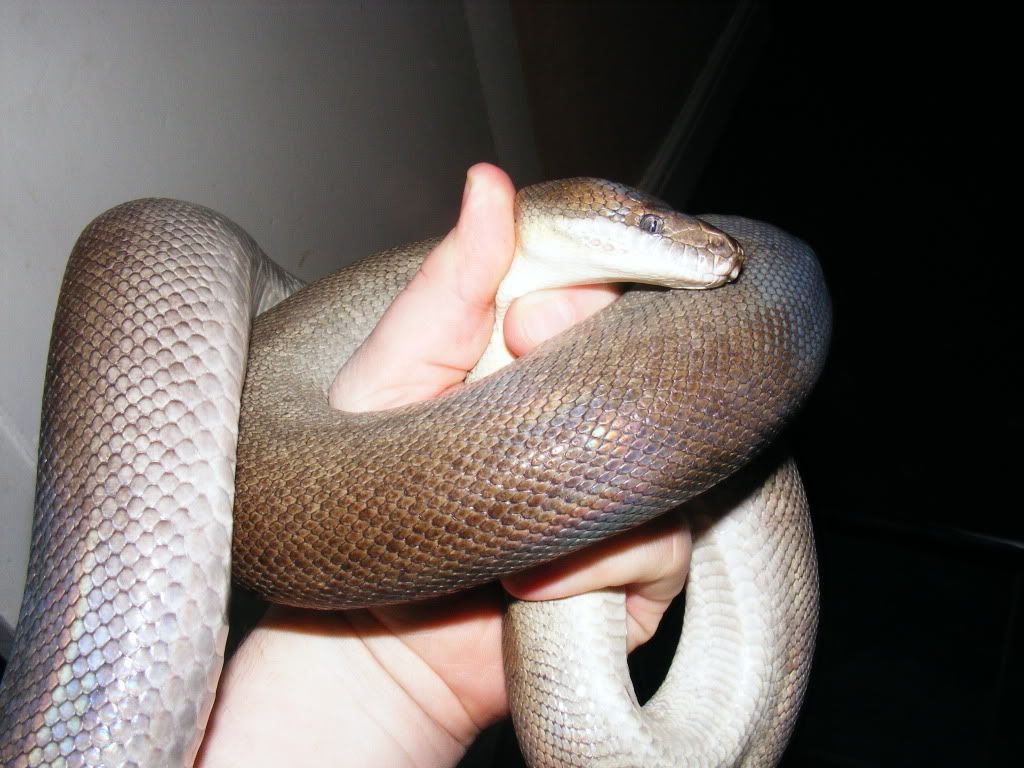 dunns python