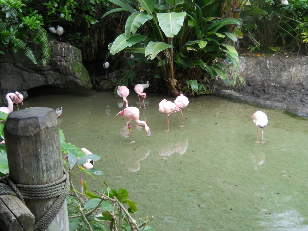 flamingos