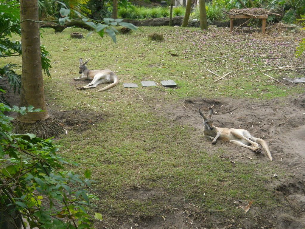 kangaroos