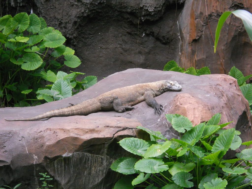 komodo dragon