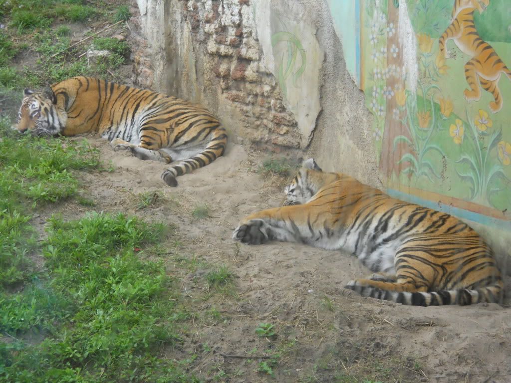 tigers