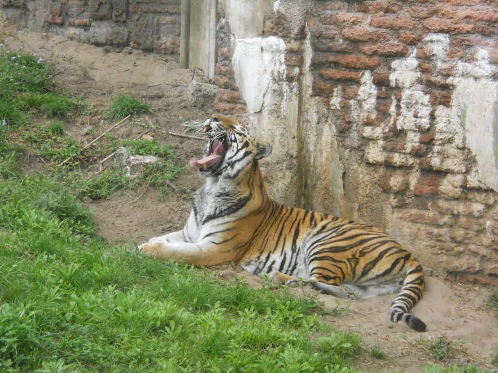 tiger yawning