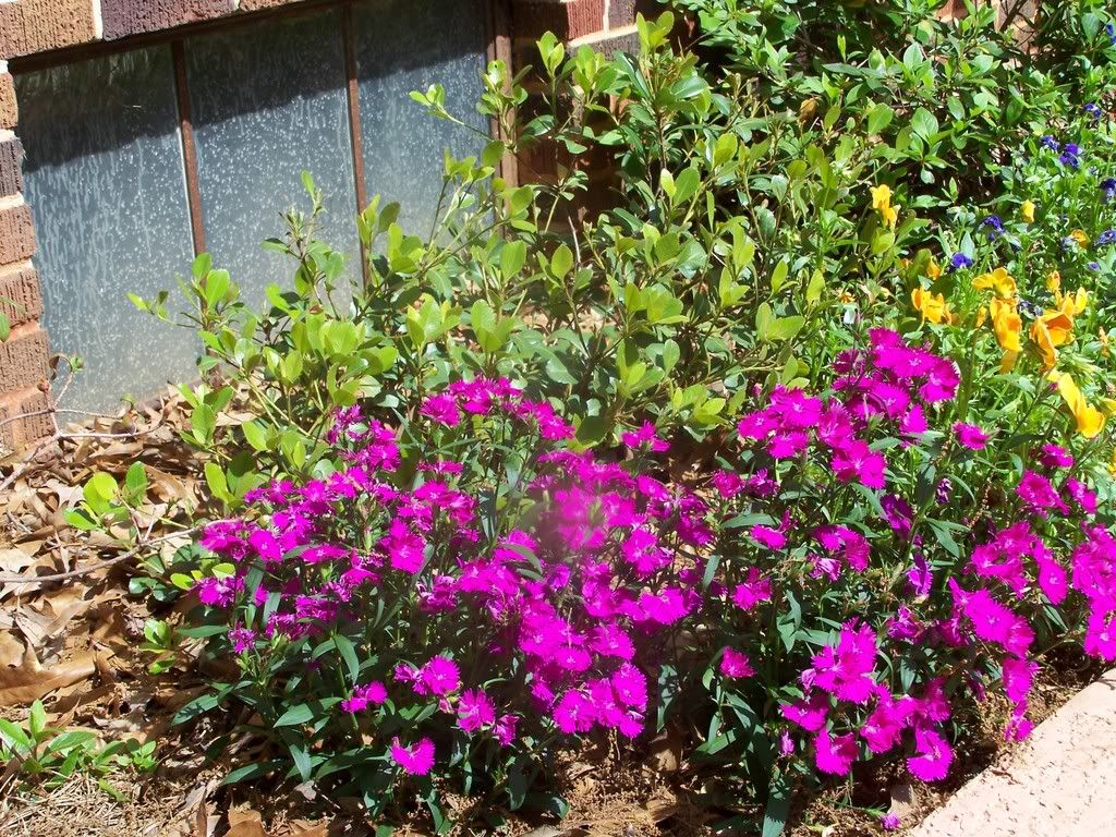 dianthus (surprise return)