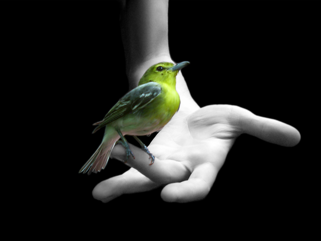 Birdinhand_zpsf927aa92.png