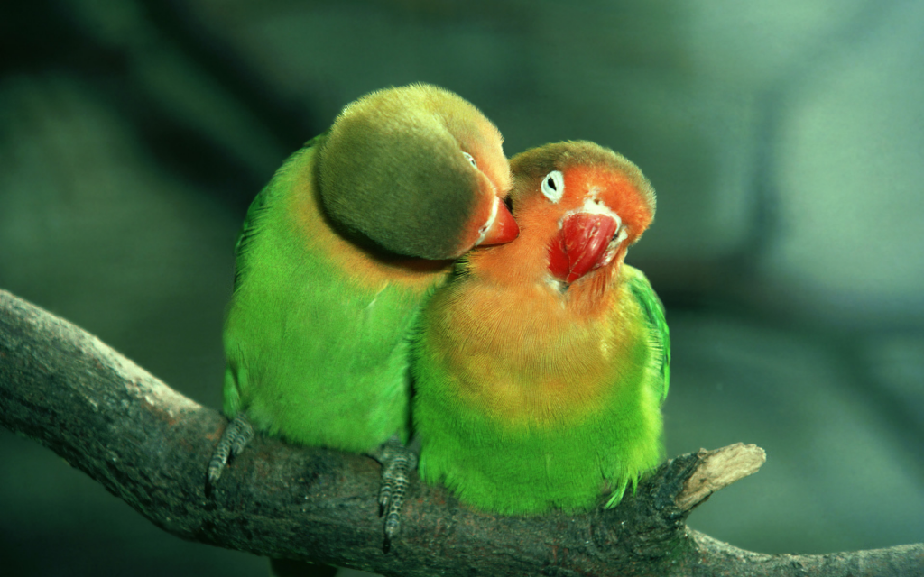 CUTECOUPLE_zps15615cd2.png