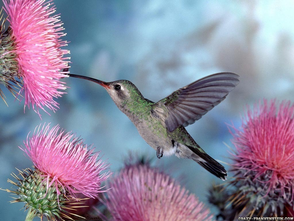 Himmingbird_zpsf5279548.png