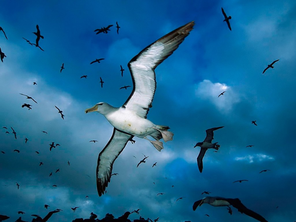 SeagullWallpaper_zpscd610f24.png