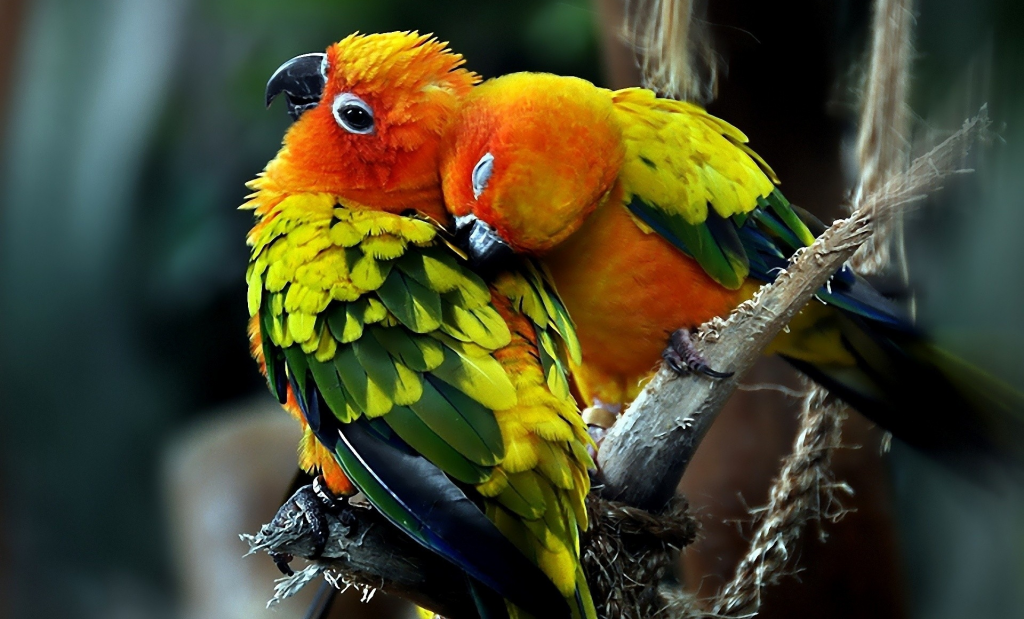 cute-parrots-_zps0f6713e5.png