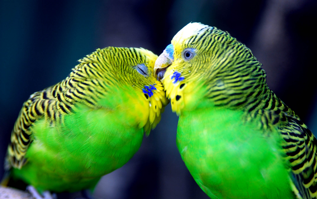 cute-parrots_zps9a632a33.png