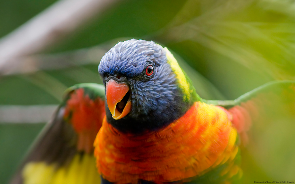 rainbow_lorikeet_parrot-wide_zpsc556d88d.png