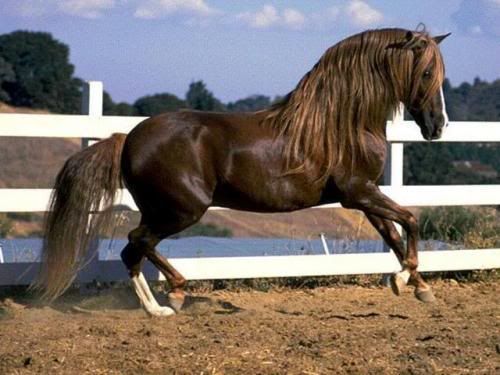 Mustang stallion