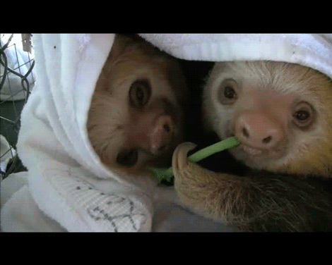 Sloths.gif