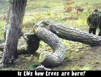 how trees are born