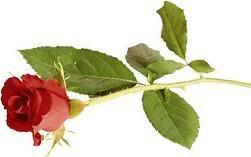single rose Pictures, Images and Photos