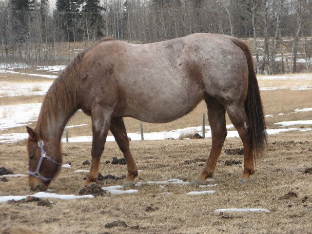 Baby Belly #2! | The Horse Forum