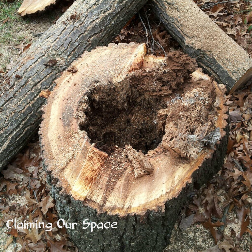 OakStump