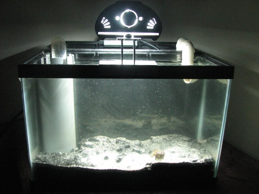 4 10 10work053 - 2 1/2 gal. w/ 2 1/2 gal. refugium & free Zoa's