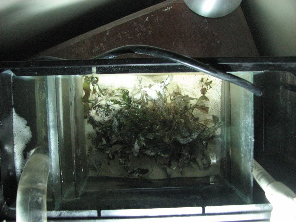 4 10 10work056 - 2 1/2 gal. w/ 2 1/2 gal. refugium & free Zoa's