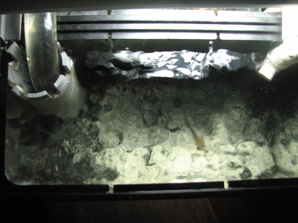 4 10 10work057 - 2 1/2 gal. w/ 2 1/2 gal. refugium & free Zoa's