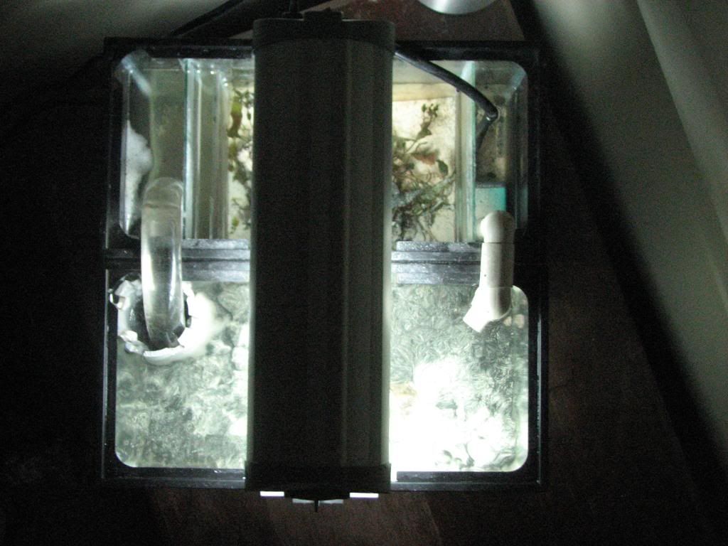 4 10 10work060 - 2 1/2 gal. w/ 2 1/2 gal. refugium & free Zoa's