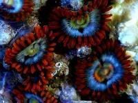 GreatfulDeadZoas - So if you got a tattoo of a Z or P which one would it be....