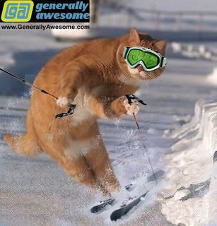 http://i248.photobucket.com/albums/gg189/marnold77/funny-cat-ski.jpg