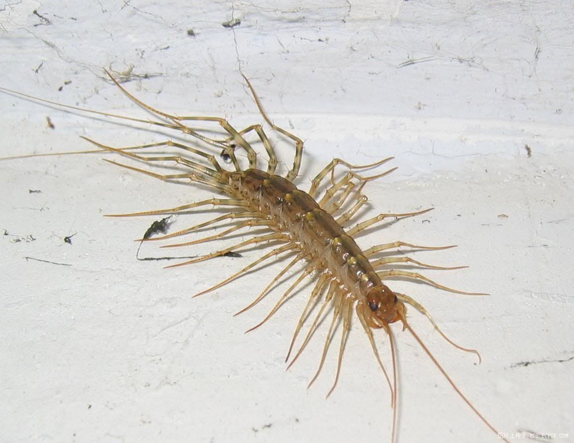 common centipede