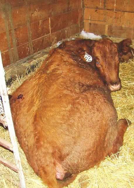 Bloat Info - Cattle