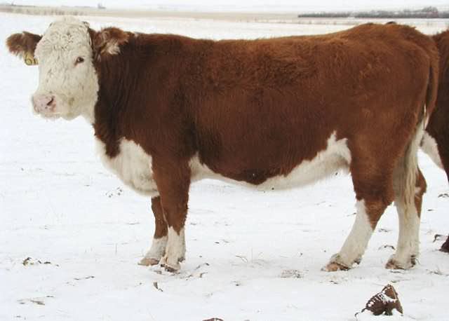 Some of My Best Cows - Cattle