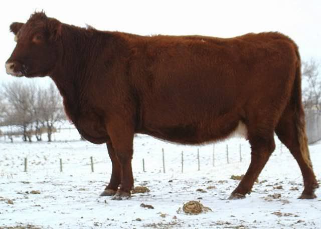 Some of My Best Cows - Cattle