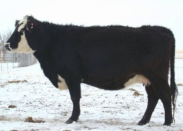 Some of My Best Cows - Cattle