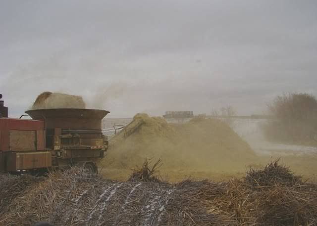 Feeding Cows in a Big Way - Cattle