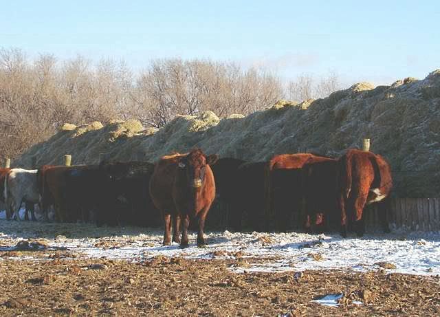 Feeding Cows in a Big Way - Cattle