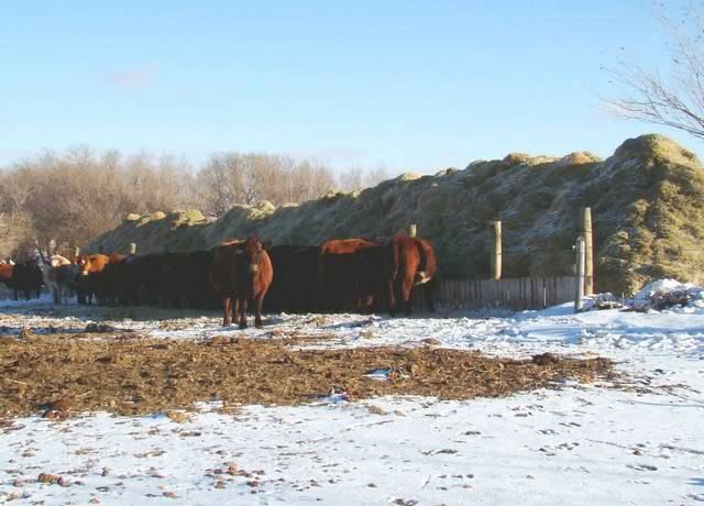 Feeding Cows in a Big Way - Cattle