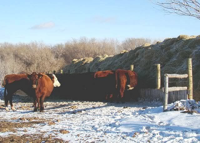 Feeding Cows in a Big Way - Cattle