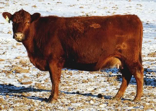 Some of My Best Cows - Cattle