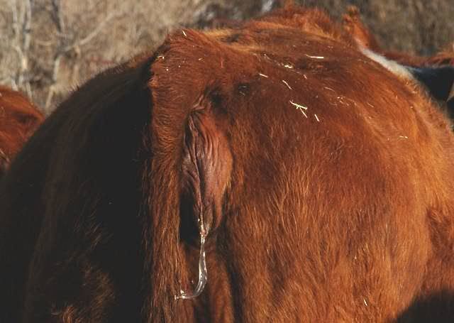 Pregnant Heifer Question - Cattle