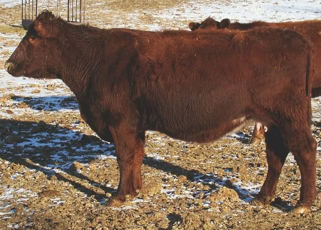 Some of My Best Cows - Cattle