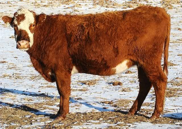 Some of My Best Cows - Cattle