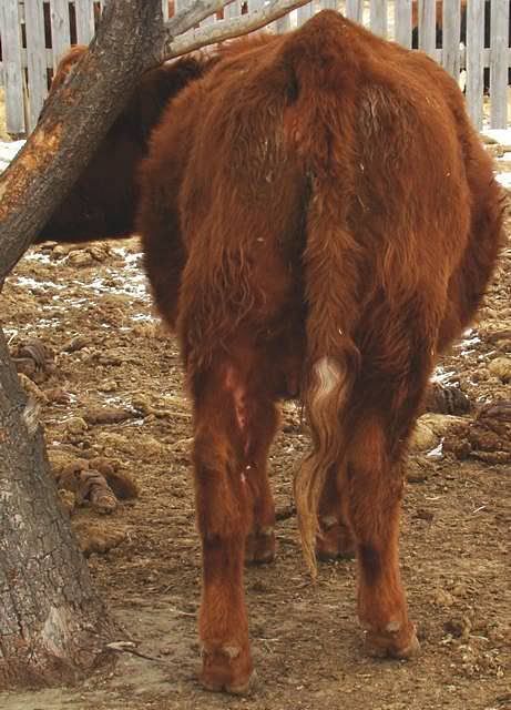 Getting Close to Calving - Cattle
