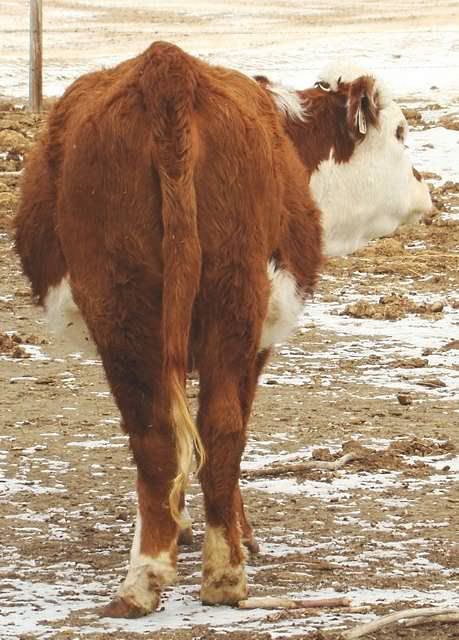 Getting Close to Calving - Cattle