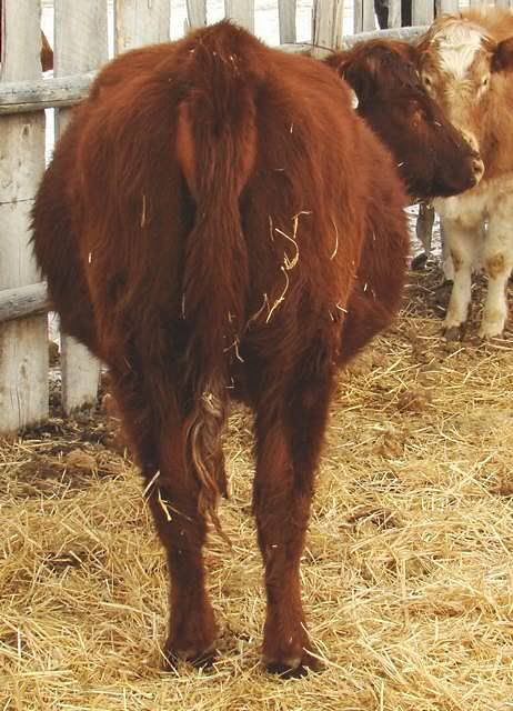 Getting Close to Calving - Cattle