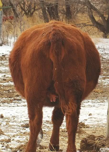 Getting Close to Calving - Cattle