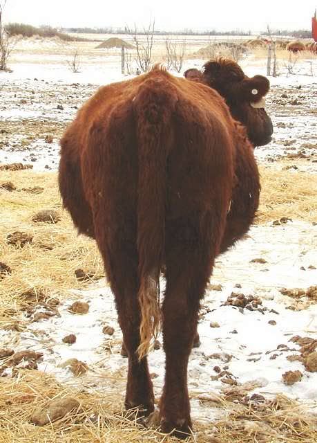 Getting Close to Calving - Cattle