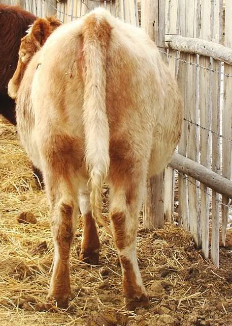 Getting Close to Calving - Cattle
