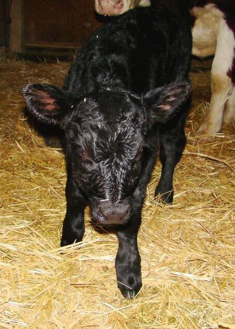 Baby Pictures - Cattle