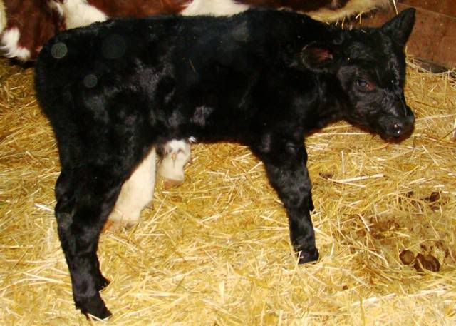 Baby Pictures - Cattle