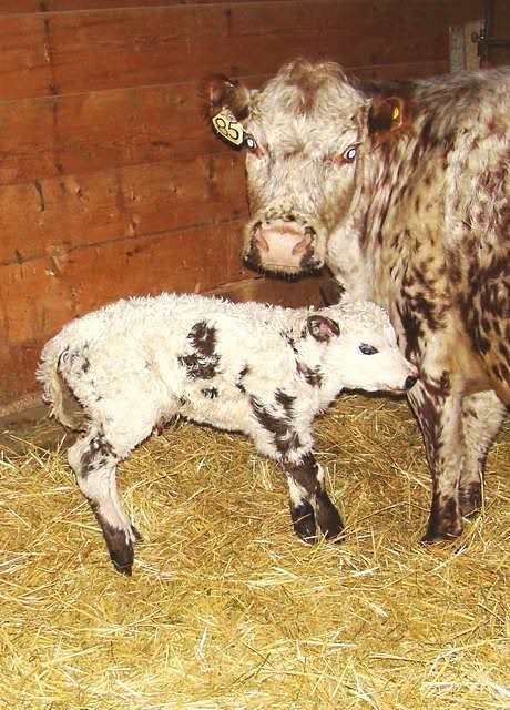 Today's Additions - Cattle